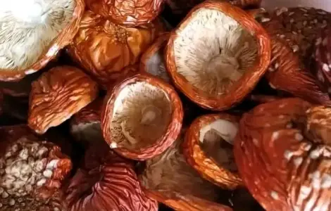 Продажа шляпок червоного мухомора