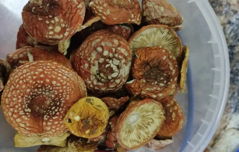 Мухомор червоний