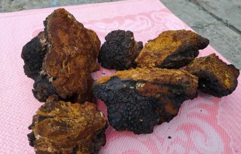 Продам (гриб) Чагу березову суху (ціна за кілограм)