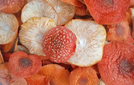 Мухомор червоний для здоров'я