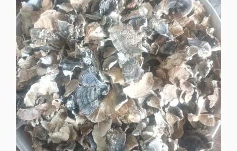 Продам траметес різнобарвний карпатський