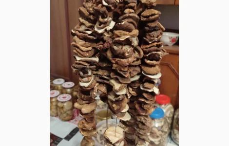 Шапочки білих грибів