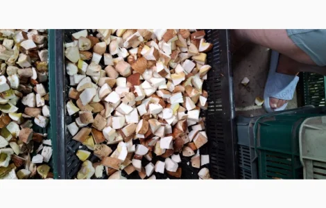 Гриби білі свіжозаморожені