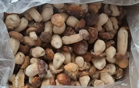 Продажа замороженных белых грибов Пикало