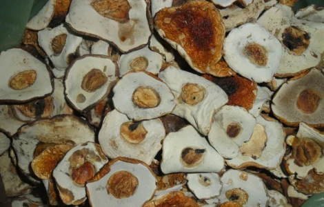 Білі гриби ( шапочка)