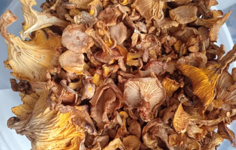 Продам лисичку сушену