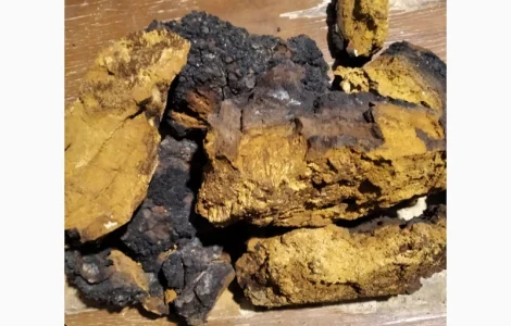 Продам трутовики чагу