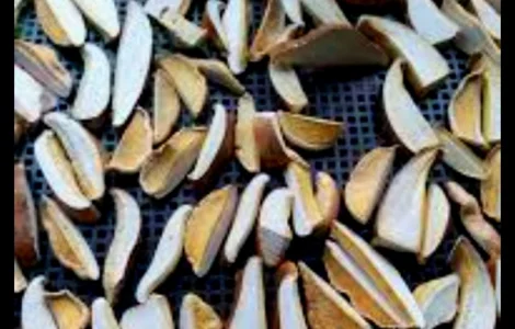 Трутовик березовий