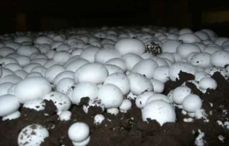 Печериці власного виробництва оптом від 10 кг