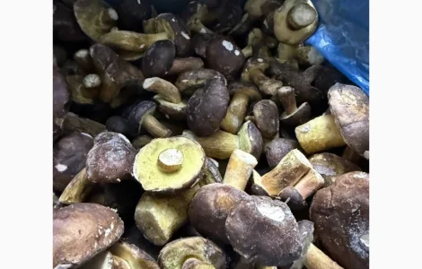 Продам гриб польський заморожений