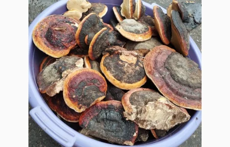 Трутовик облямований