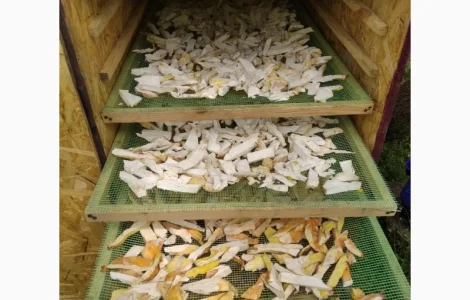 Продам трутовик сірчано - жовтий дикорослий