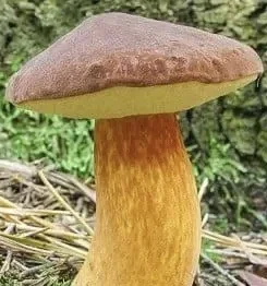 Продам польський гриб