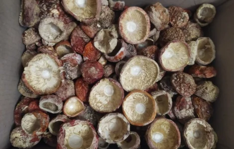 Мухомор червоний