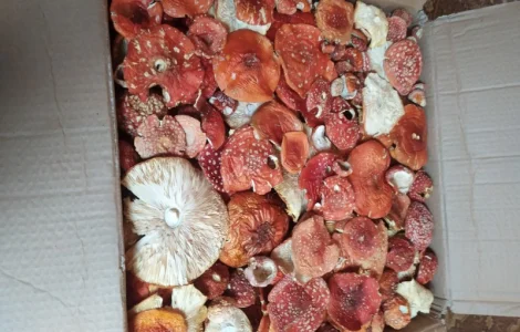 Продам мухомор