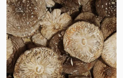 Куплю мухомор пантерний