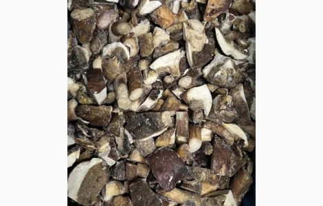 Продам польський гриб кубик