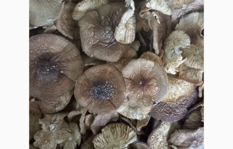 Пантерний мухомор