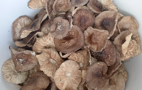 Пантерний мухомор