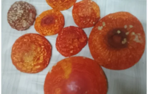 Продам мухомор червоний