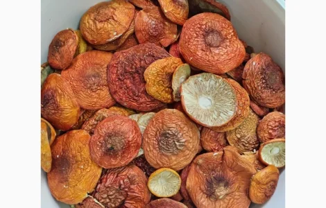 Червоний мухомор