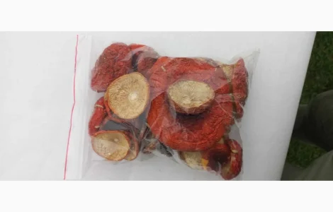 Продам Мухомор червоний