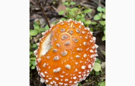 Червоний мхм закриті шляпки