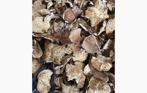 Пропоную пантерний ламані шляпки