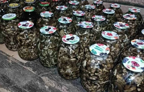 Опята в банках