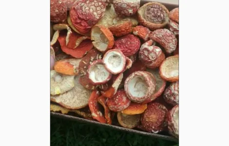 Продам червоний мухомор