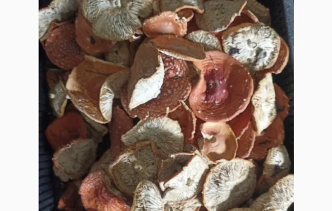 Продам гриб мухомор