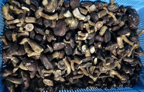 Замороженный польский гриб на продажу