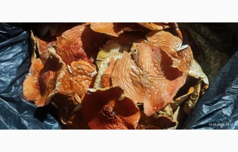 Мухомор 2 сорт Сбір 25 року