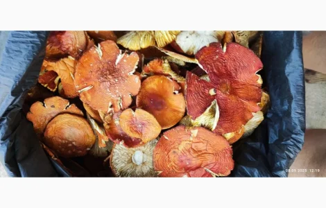 Мухомор червоний 2 сорт 25 року