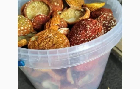 Мухомори червоні