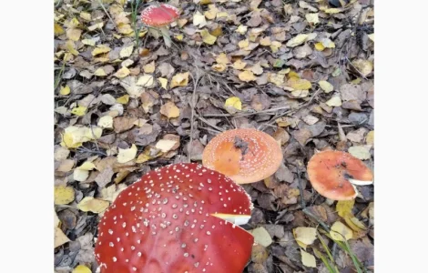 Червоний мухомор