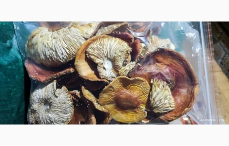 Мухомор 3 сорт свіжий 25 року