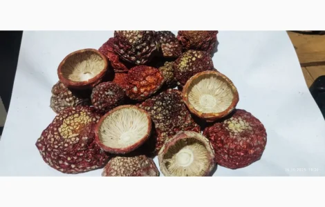 Мухомор нерозкриті капелюшки 25 року