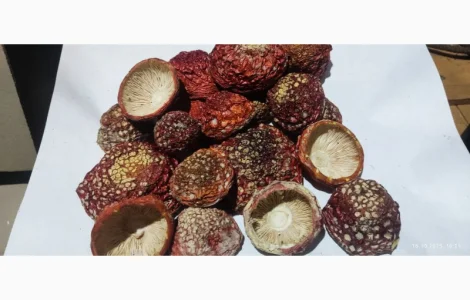 Мухомор молоді нерозкриті капелюшки