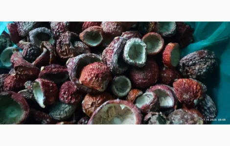 Мухомор відбірний 25 року