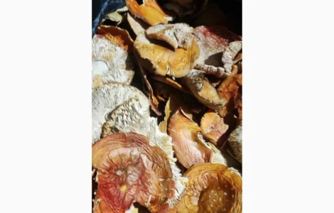 Мухомор 3 сорт збір 25 рік