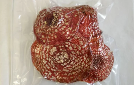 Капелюшки Червоного Мухомора 50 грамів