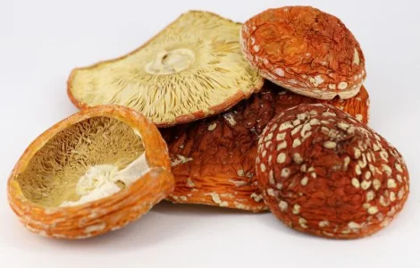 Продам червоний мухомор та інші