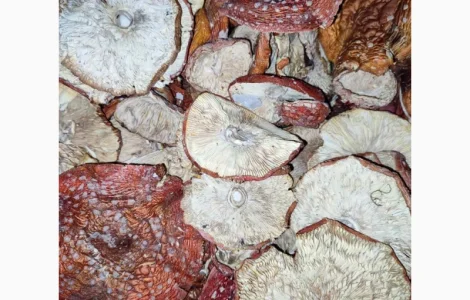 Мухомори червоні