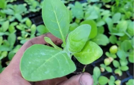 Розсада махорка гарної якості