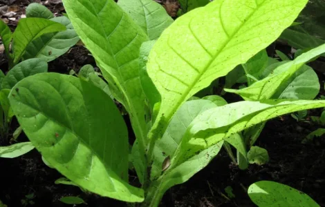 Махорка табак росада