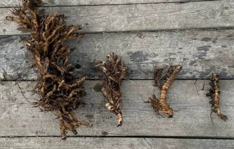 Різома Міскантуса