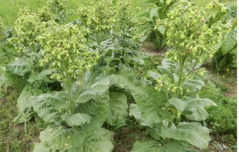 Продам самосад