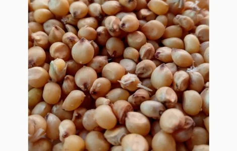 Сорго харчове Самаран 6 у продажу