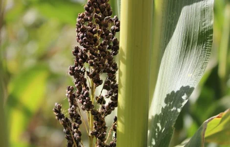Цукрове сорго Силосне 42